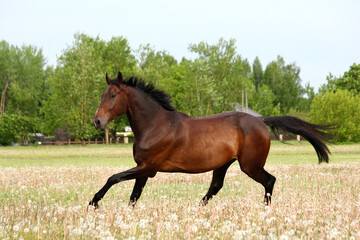 Beautful brown horse running free on the field with flowers
