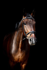 Fototapeta na wymiar Brown horse portrait on black background