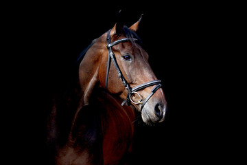 Brown horse portrait on black background