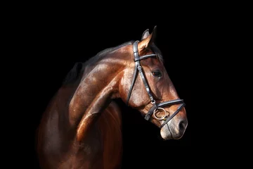 Photo sur Plexiglas Chevaux Portrait de cheval brun sur fond noir