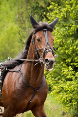 Portrait of trotter horse in the competition
