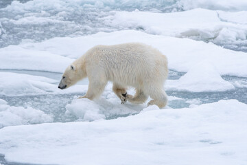 Obraz na płótnie Canvas Polar bear (Ursus maritimus) moving across broken sea ice in Svalbard.