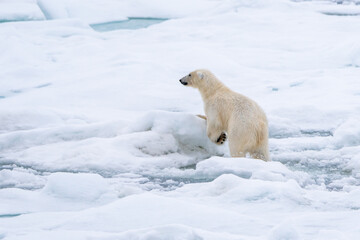 Naklejka na ściany i meble Polar bear (Ursus maritimus) moving across broken sea ice in Svalbard.