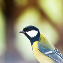 Naklejka premium Blue tit in the garden