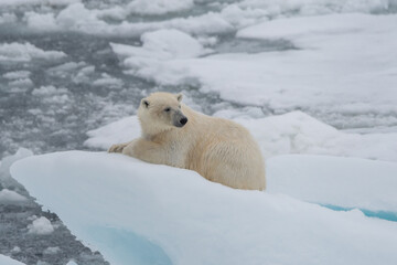 Polar bear (Ursus maritimus) lying on a floating sea ice pack in Svalbard.