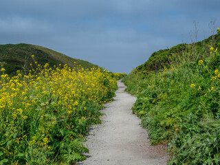 Trail to Kehoe Beach in Point Reyes, California, USA, featuring yellow mustard plants and blue sky