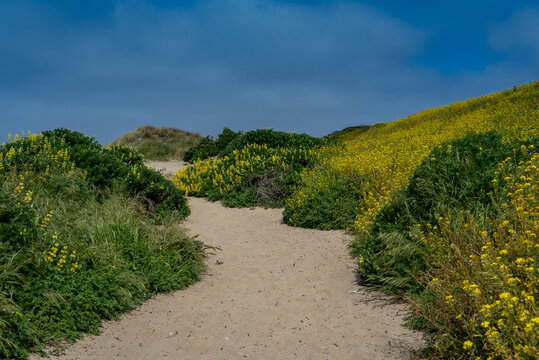 Spring at the McClures Trail in Point Reyes towards the ocean, featuring yellow mustard plant flowers, which are invasive in California