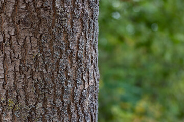 Trees trunk close - up on the background of autumn forest. Bark tree texture