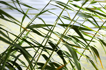 Group of tall green plants with long leaves, and blurred background of river water. Braided foliage creates a relaxing texture.