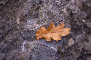 yellow oak leaf on the ground