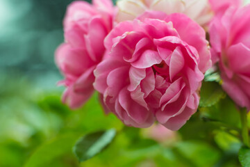 Delicate roses flower in the garden close up