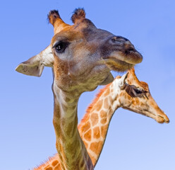 Obraz premium Giraffe head face