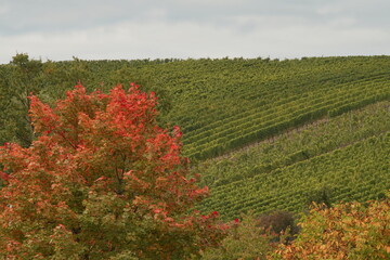 Mainstockheim - An der Ziegelhütte - Herbstfarben