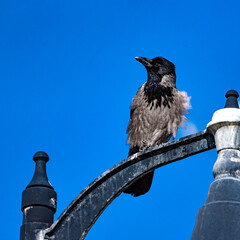 The crow