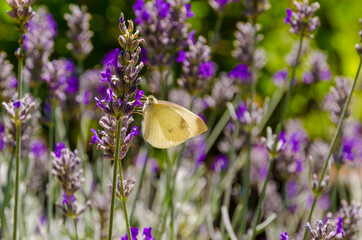 Lavender with batterfly Butterfly resting on a lavender flower In the Botanical Garden