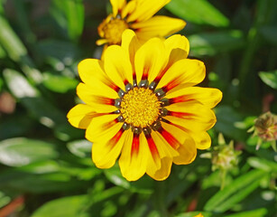 Single gerbera flower
