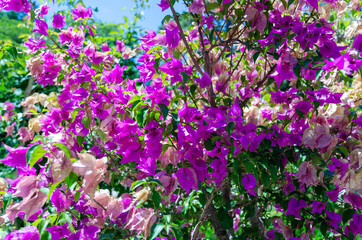 Plant with flowers with purple-pink petals in the Botanic Garden