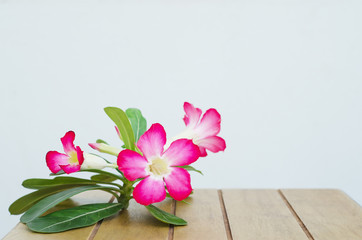 Desert Rose