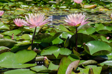 Lotus flowers Two Beautiful pink lotus flower In the Botanical Garden