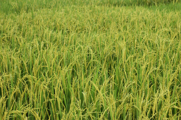 paddy farming in india 