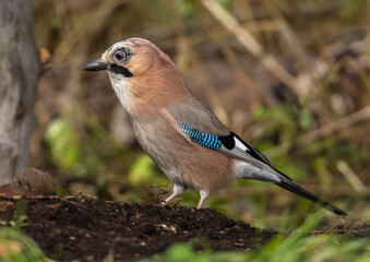 Jay