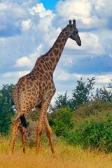 giraffe in the wild 