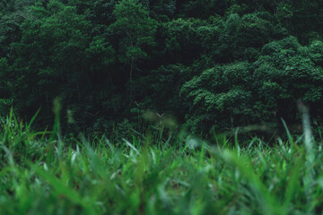 grass field there is jungle is background