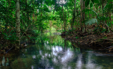 Fototapeta na wymiar green trees around the streams represent the abundance of rainforest in Thailand,Phang Nga,Koh Yao Yai