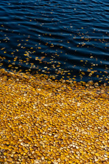 Yellow fallen leaves on the water. Autumn background from leaves. Saturated color.