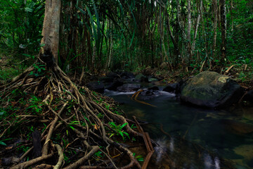 Fototapeta na wymiar roots of large trees help absorb water making the rainforest abundant.forest in Thailand,Phang Nga,Koh Yao Yai