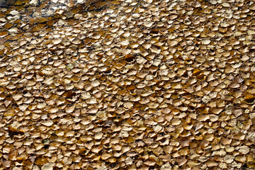 Yellow fallen leaves on the water. Autumn background from leaves. Saturated color.