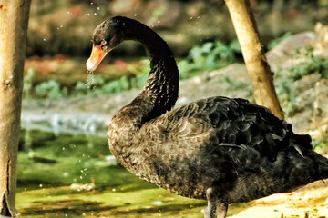 goose in water
