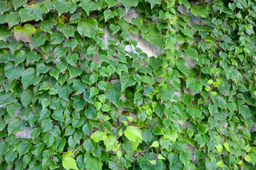 Fototapeta na wymiar seamless background of green leaves on the wall