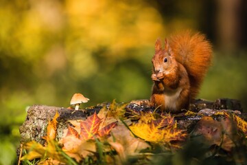 Cute red Eurasian squirrel with fluffy tail sitting on a tree stump covered with colorful leaves and a mushroom feeding on seeds. Sunny autumn day in a deep forest. Blurry yellow and brown background. - obrazy, fototapety, plakaty