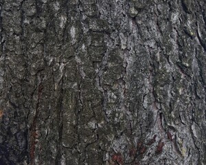 bark of a tree