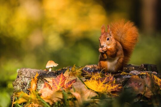Cute red Eurasian squirrel with fluffy tail sitting on a tree stump covered with colorful leaves and a mushroom feeding on seeds. Sunny autumn day in a deep forest. Blurry yellow and brown background.