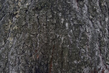 bark of a tree