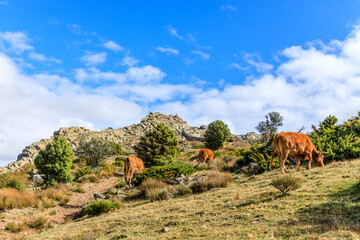 Cows on freedom through the mountains of Madrid, Spain