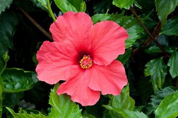 Hibiskus Blüte © Argus