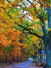 Autumn park. The colors of autumn.