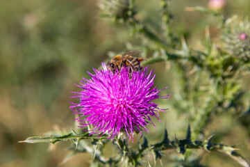 bee on a flower of a thistle,on a purple flower of a thistle sits a bee