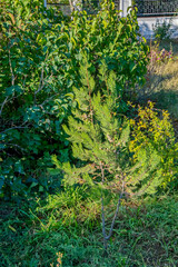 Fototapeta premium Туя