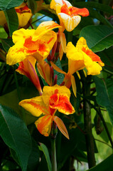 Rot Gelbe Iris Blüte