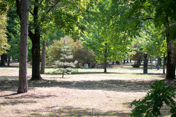 trees and path in the park