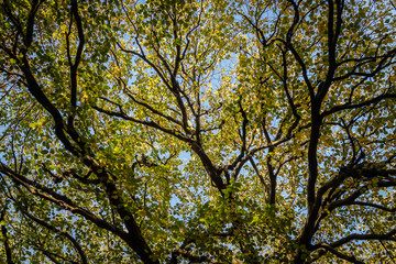 tree in autumn