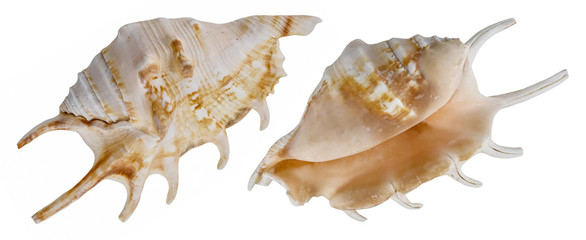 Deep sea shell isolated. From different sides