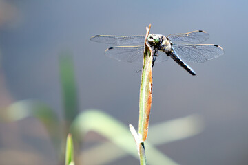 Photograph of a dragonfly with outstretched wings resting on a blade of grass near a river.