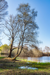 Island in the bog, golden marsh, lakes and nature environment. Sundown evening light in spring