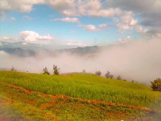 sunset over the field