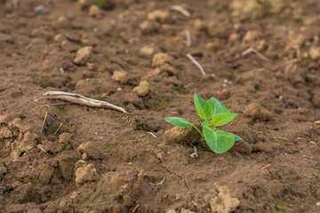 Small green plant 